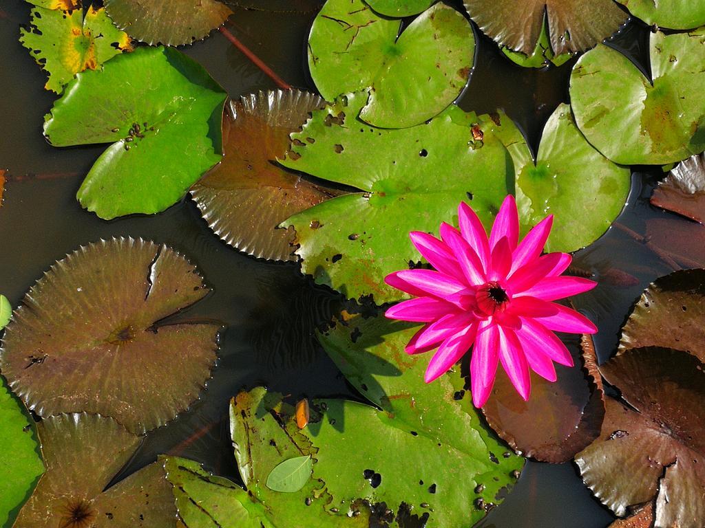 Nisarga Nirvana River House Mangalore Extérieur photo